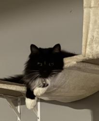 Lost Male Cat last seen Cottonwood and Townsend, Tunnel Hill, GA 30755