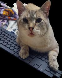 Lost Male Cat last seen Pine lane, Villa Rica, GA 30180