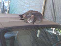 Lost Female Cat last seen Winding way, Roseville, CA 95747
