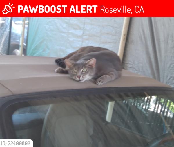Lost Female Cat last seen Winding way, Roseville, CA 95747