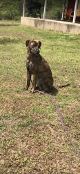 Lost Female Dog last seen South 300 rd, Henryetta, OK 74437