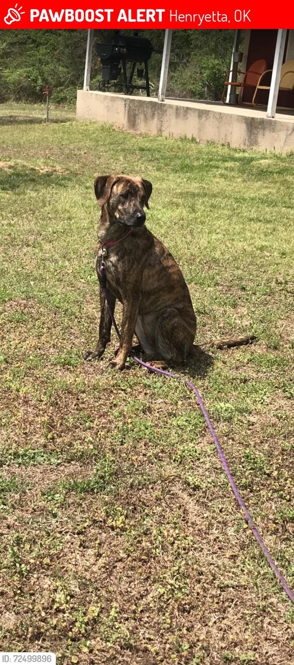 Lost Female Dog last seen South 300 rd, Henryetta, OK 74437