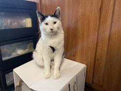 Lost Male Cat last seen Global dr, Enchantment lane, New Braunfels, TX 78130