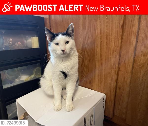 Lost Male Cat last seen Global dr, Enchantment lane, New Braunfels, TX 78130