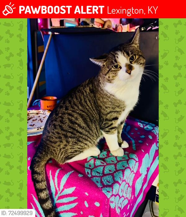 Lost Male Cat last seen Clays Mill Rd near Delzan Pl, Lexington, KY 40503