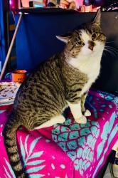 Lost Male Cat last seen Clays Mill Rd near Delzan Pl, Lexington, KY 40503