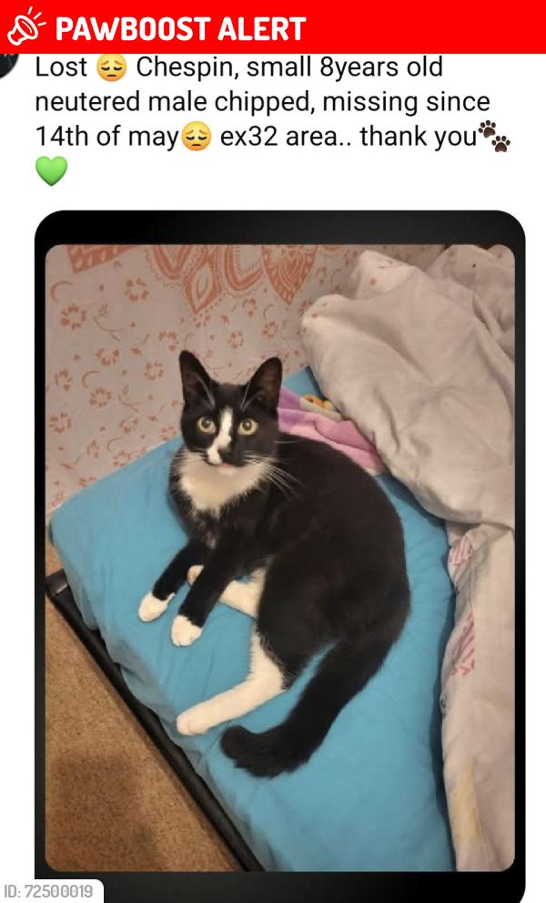 Lost Male Cat last seen Silverwood heights, barnstaple, Devon, England EX32 7RL