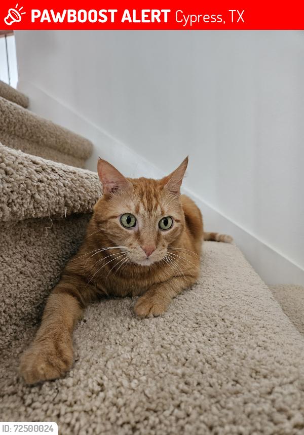 Lost Male Cat last seen Near Dayton Ridge Ln, Cypress, TX 77433, Cypress, TX 77433