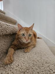 Lost Male Cat last seen Near Dayton Ridge Ln, Cypress, TX 77433, Cypress, TX 77433