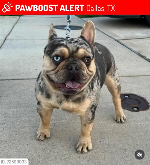 Lost Male Dog last seen 175/Woody Crossings and Clear Creek Apts, Dallas, TX 75217