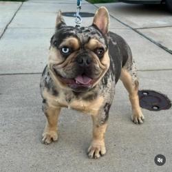 Lost Male Dog last seen 175/Woody Crossings and Clear Creek Apts, Dallas, TX 75217