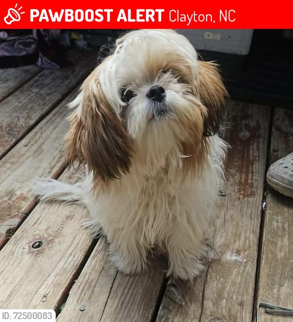 Lost Female Dog last seen Albany Acres Community off of Gov’t Rd between Irvan St & Nathan Dr), Clayton, NC 27520