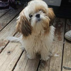 Lost Female Dog last seen Albany Acres Community off of Gov’t Rd between Irvan St & Nathan Dr), Clayton, NC 27520