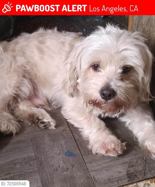 Lost Male Dog last seen Hoover and fountain, Los Angeles, CA 90027