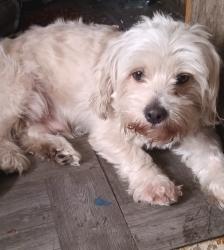 Lost Male Dog last seen Hoover and fountain, Los Angeles, CA 90027