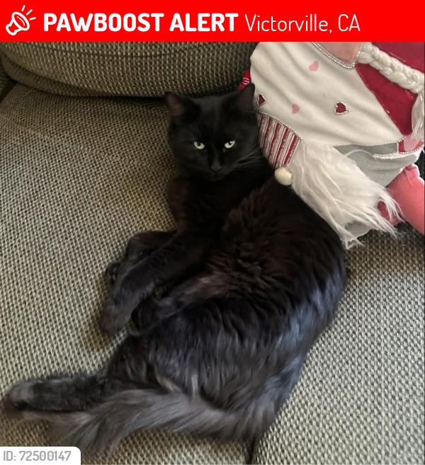 Lost Male Cat last seen La Verida Dr, Victorville, CA 92395