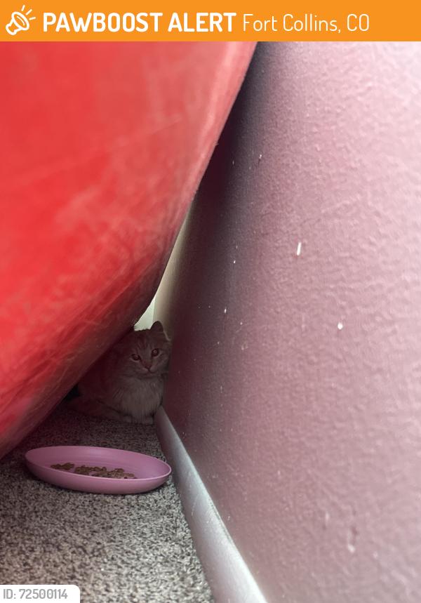 Found/Stray Unknown Cat last seen Prospect and college , Fort Collins, CO 80521