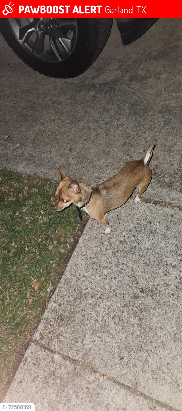 Lost Male Dog last seen Brookview@Wildbriar, Garland, TX 75043