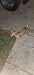 Lost Male Dog last seen Brookview@Wildbriar, Garland, TX 75043