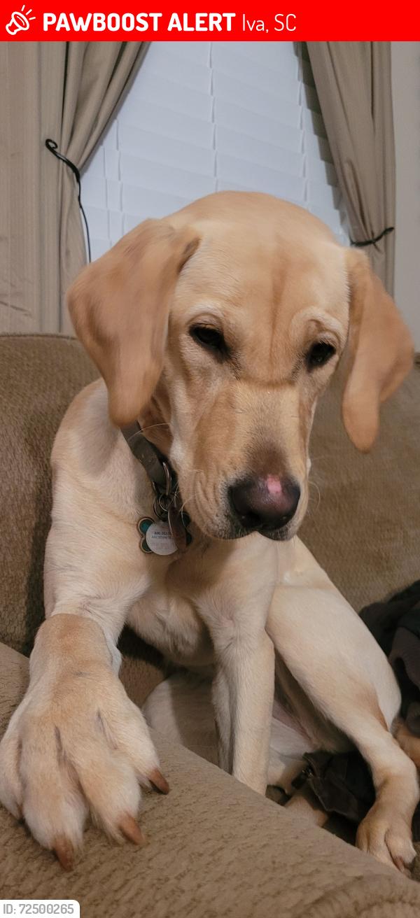 Lost Female Dog last seen Audrey Hardy Rd & Hwy 413, Iva, SC, Iva, SC 29655