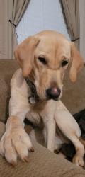 Lost Female Dog last seen Audrey Hardy Rd & Hwy 413, Iva, SC, Iva, SC 29655