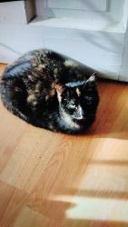 Lost Female Cat last seen Rodgers St. In front of terrace park , Vallejo, CA 94590