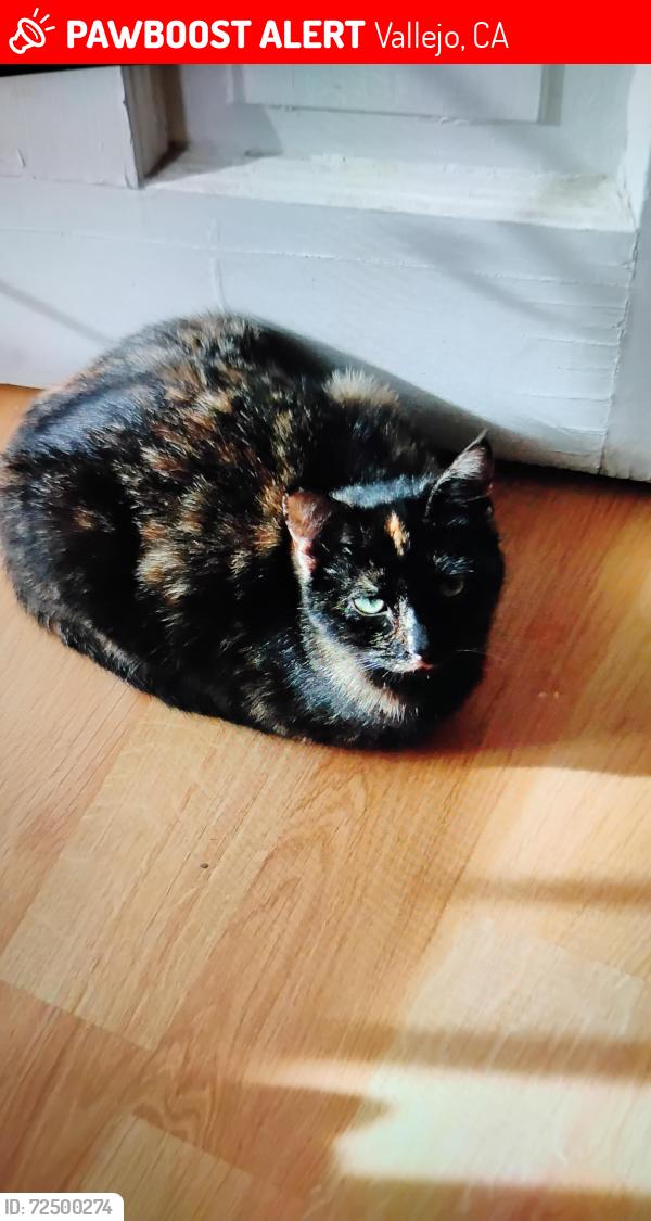 Lost Female Cat last seen Rodgers St. In front of terrace park , Vallejo, CA 94590