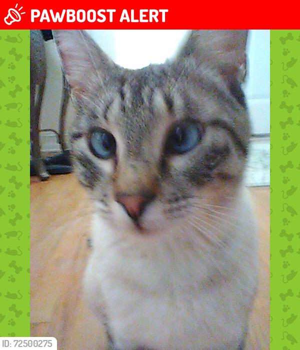 Lost Male Cat last seen Hiram Davis Rd Lawrenceville GA, Gwinnett County, GA 30045