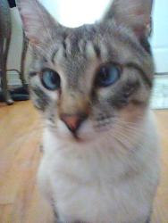 Lost Male Cat last seen Hiram Davis Rd Lawrenceville GA, Gwinnett County, GA 30045