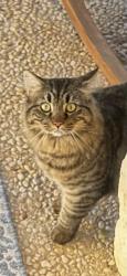 Lost Male Cat last seen Near Pueblo Pintado , Helotes, TX 78023