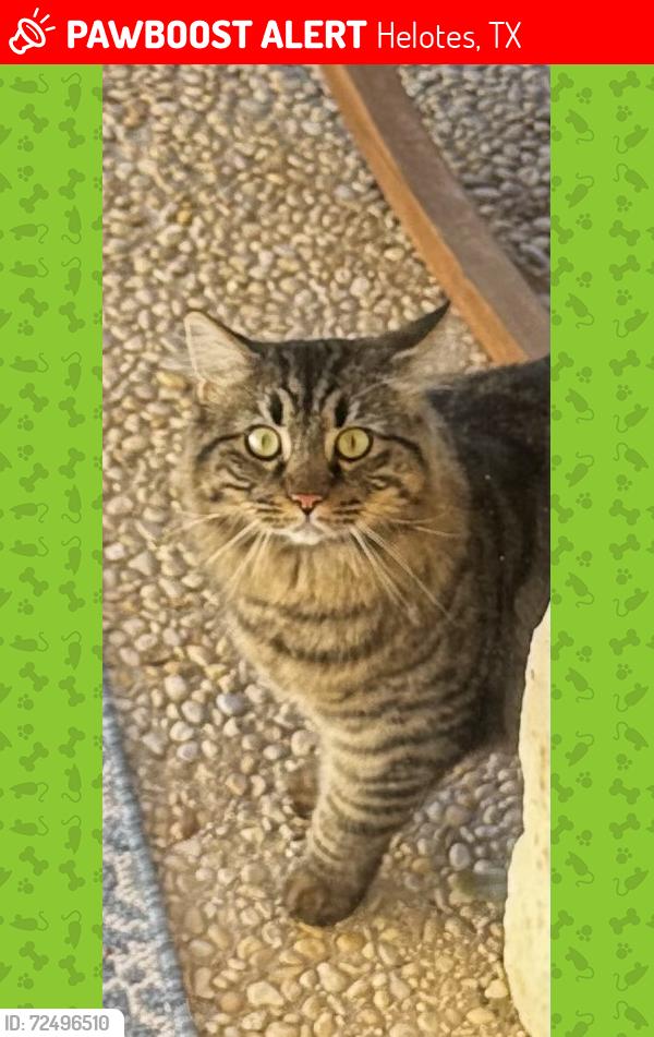 Lost Male Cat last seen Near Pueblo Pintado , Helotes, TX 78023