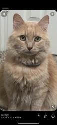 Lost Male Cat last seen Anson texas, Anson, TX 79501