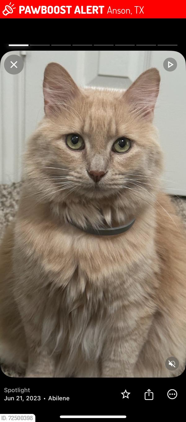 Lost Male Cat last seen Anson texas, Anson, TX 79501