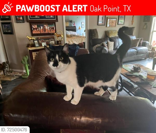 Lost Female Cat last seen Emerald Sound/Crescent Oaks, Oak Point, TX 75068