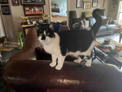 Lost Female Cat last seen Emerald Sound/Crescent Oaks, Oak Point, TX 75068