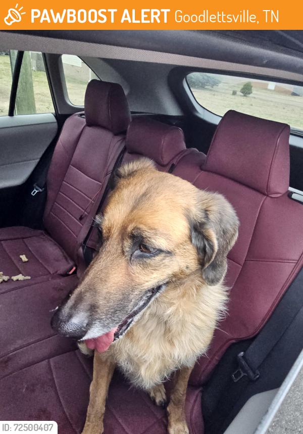 Found/Stray Unknown Dog last seen Williamson rd , Goodlettsville, TN 37072