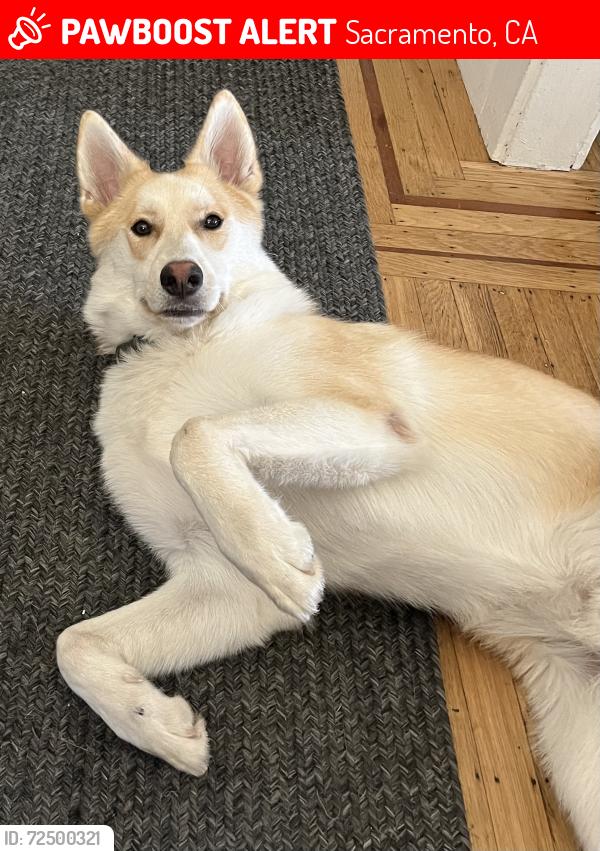Lost Male Dog last seen Sutterville and W Pacific, Sacramento, CA 95820