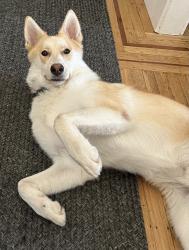 Lost Male Dog last seen Sutterville and W Pacific, Sacramento, CA 95820