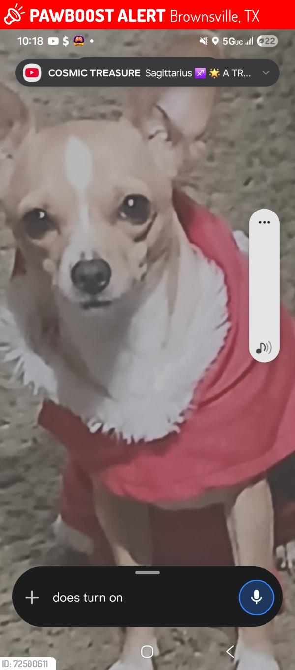 Lost Female Dog last seen Woodsprings motel, Brownsville, TX 78520