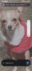 Lost Female Dog last seen Woodsprings motel, Brownsville, TX 78520
