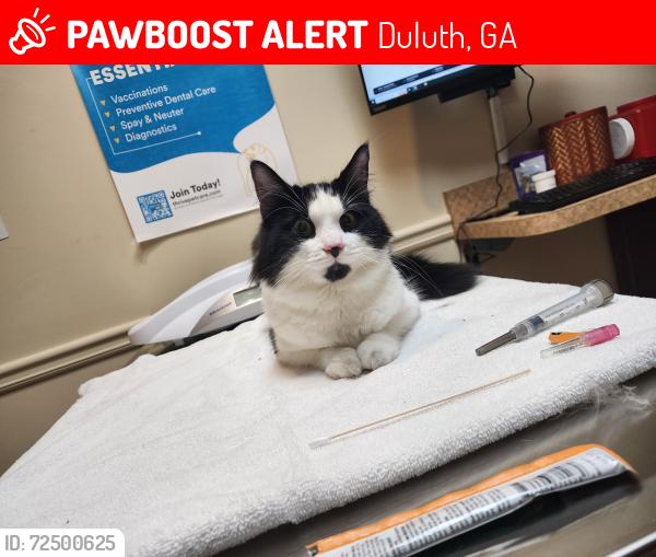 Lost Female Cat last seen Main Street Duluth , Duluth, GA 30096
