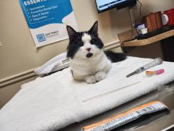 Lost Female Cat last seen Main Street Duluth , Duluth, GA 30096