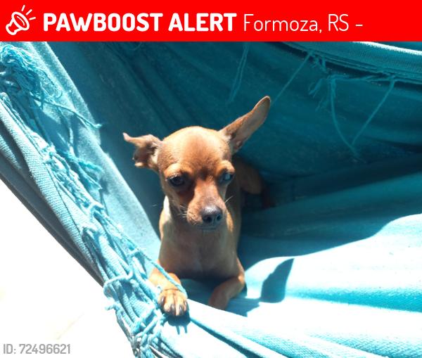 Lost Female Dog last seen Olavo Bilac esquina almirante barroso, mas dizem ter visto ela na praia central da parada 48, Formoza, RS 94814-470
