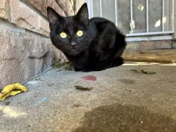 Lost Male Cat last seen Near Sherman St , Vallejo Ca 94591, Vallejo, CA 94591