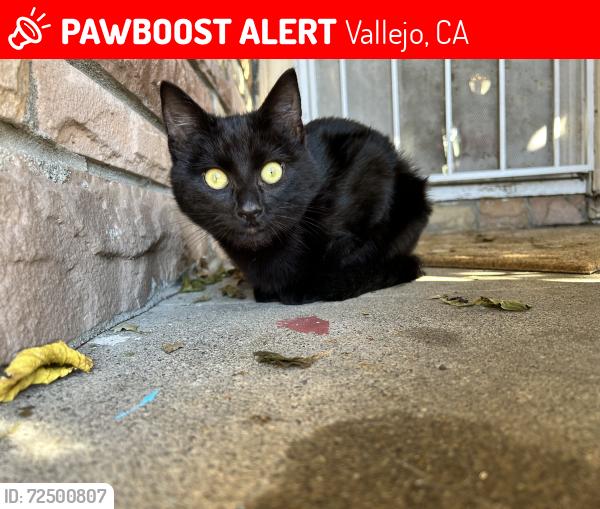Lost Male Cat last seen Near Sherman St , Vallejo Ca 94591, Vallejo, CA 94591