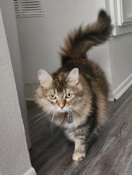 Lost Female Cat last seen 59th Ave E & 86th St E, Puyallup, WA 98371