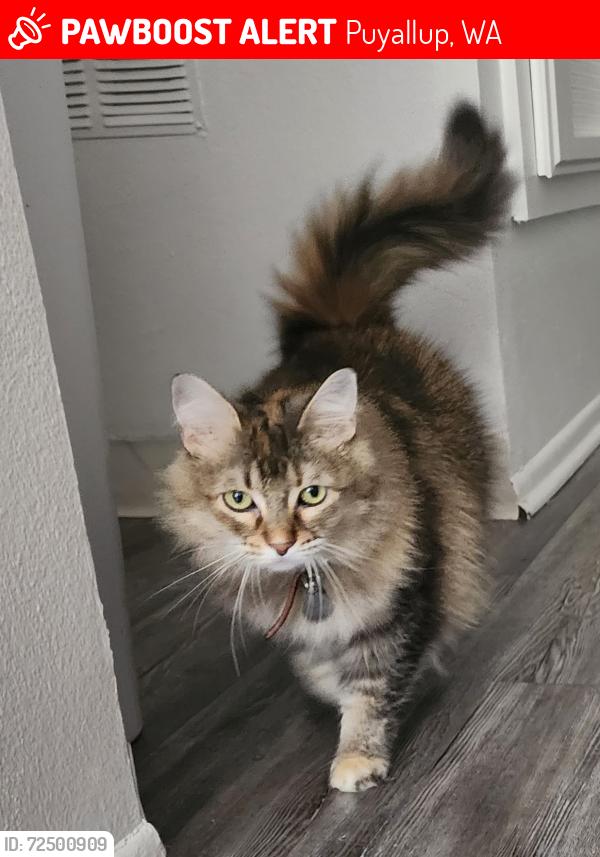 Lost Female Cat last seen 59th Ave E & 86th St E, Puyallup, WA 98371