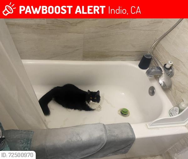 Lost Female Cat last seen North Jackson Park, Indio, CA 92201