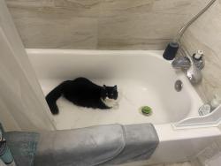 Lost Female Cat last seen North Jackson Park, Indio, CA 92201