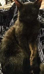 Found/Stray Male Cat last seen Shetland Ct & Larchmont Dr, Savannah, GA 31419